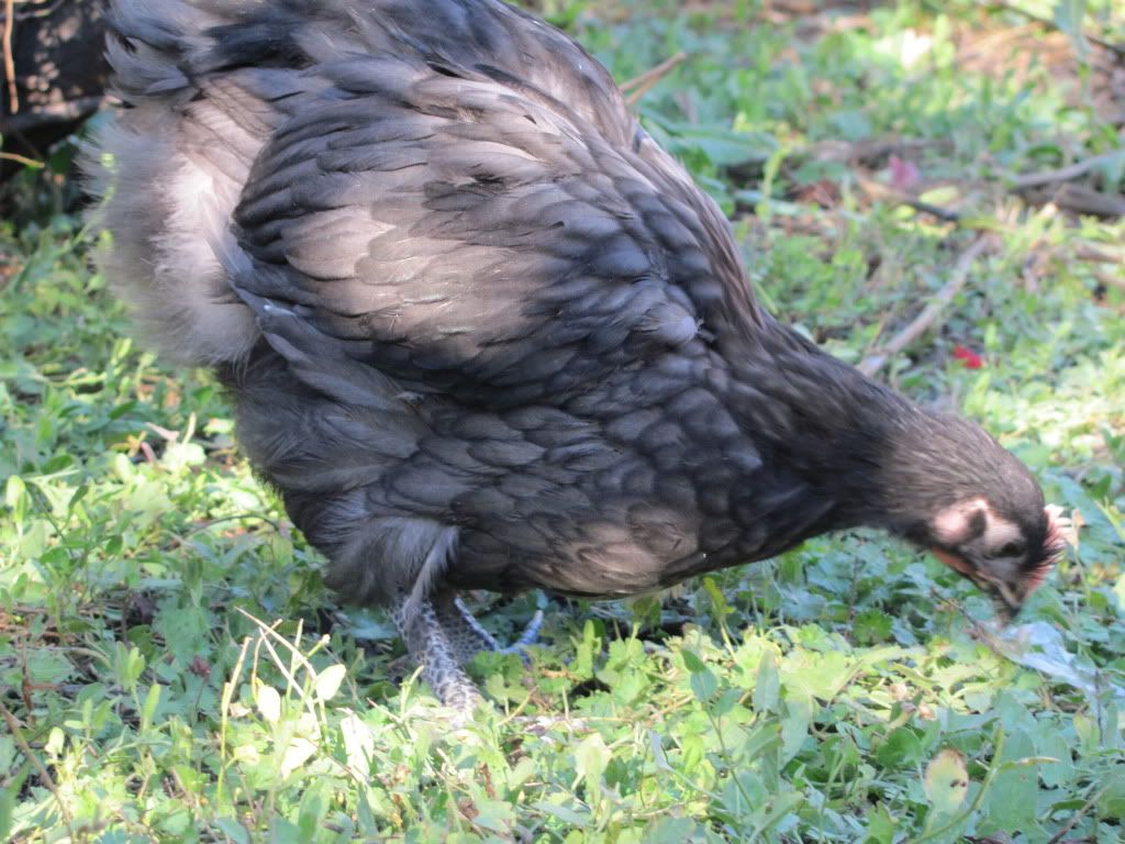 IMG_3580.jpg