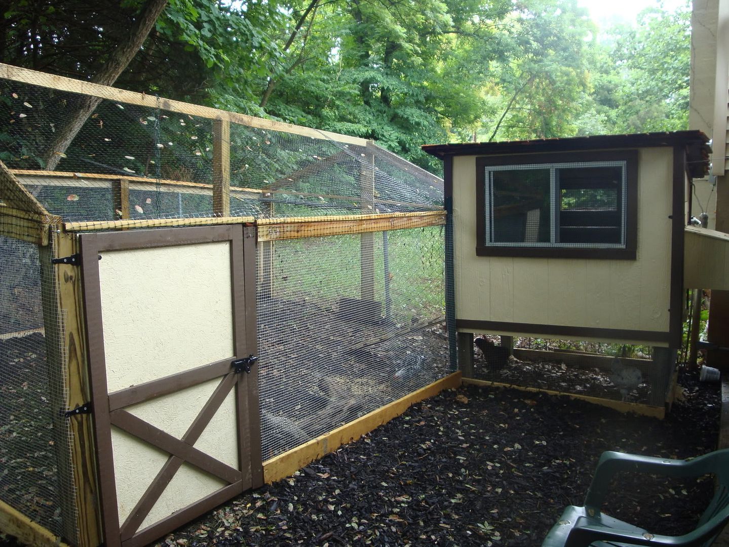 chickens002.jpg
