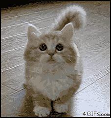 tumblr_lve4x6e85R1qjy1nj.gif