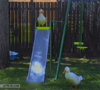 1357840518_goose_on_a_slide.gif