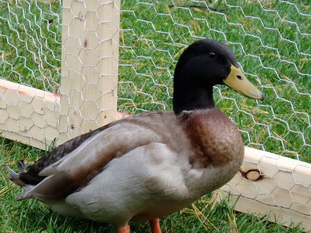 P9300052.jpg