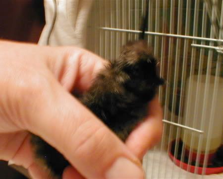 chickpic3.jpg