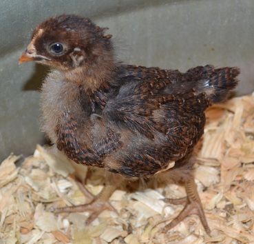 swssu3weekoldpose.jpg