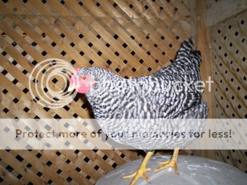 chickens4015.jpg