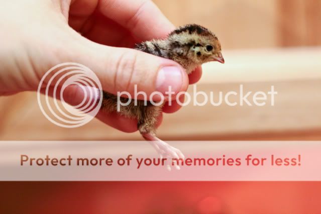0009_quail.jpg