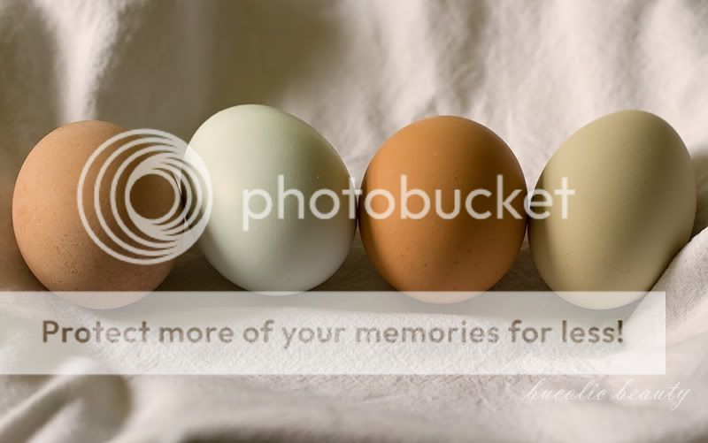 prettyeggs.jpg