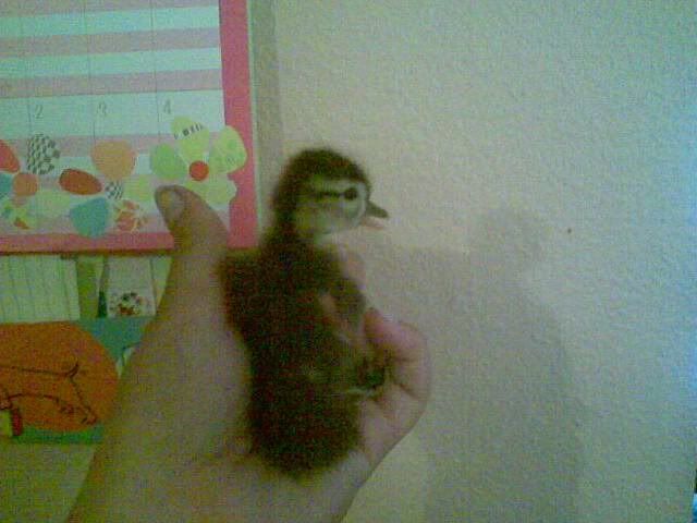 foundduckling2.jpg