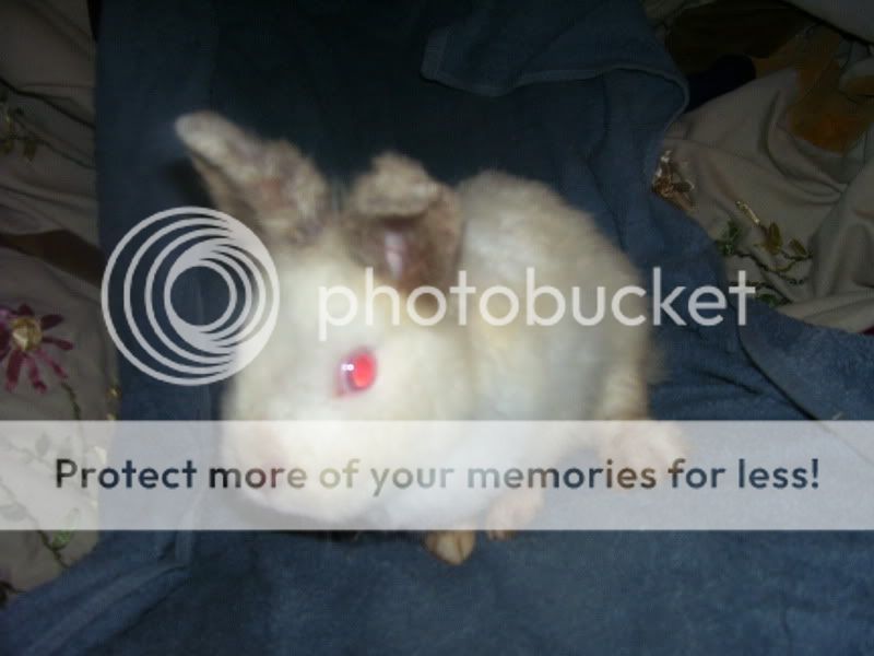 rabbits007.jpg