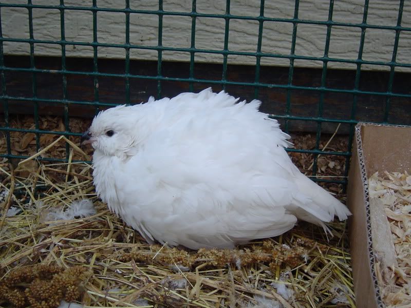 Summer2009003.jpg