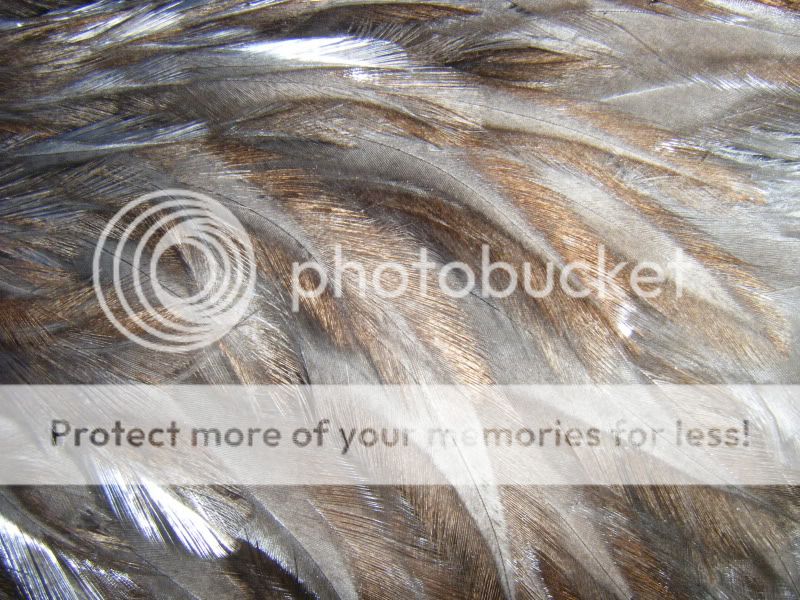 DSCF1515.jpg