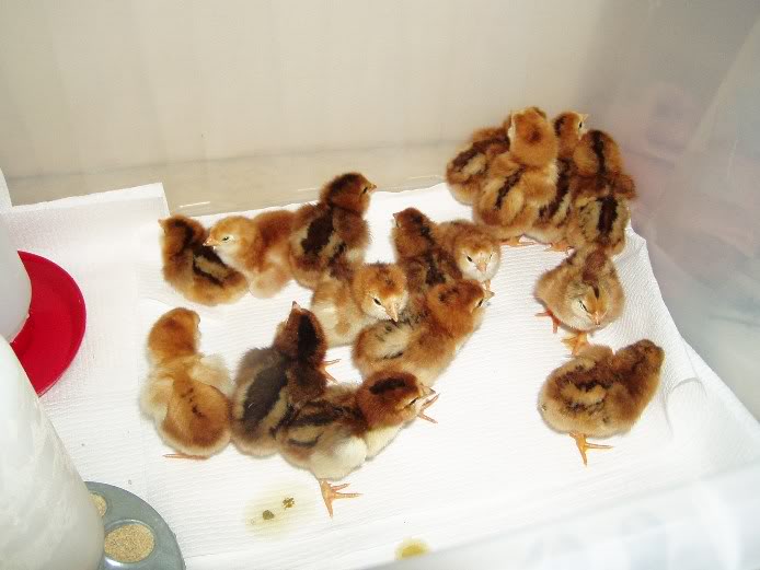 Orloff+Chicks.jpg