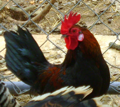 DSC01585.JPG