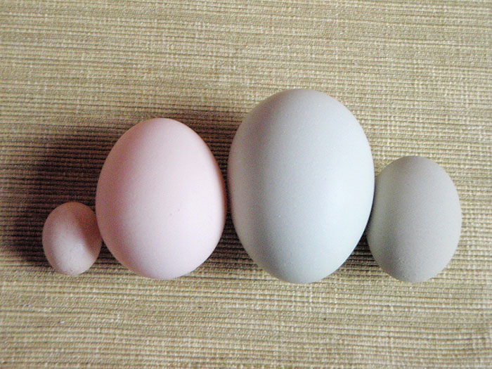 wind-Eggs.jpg