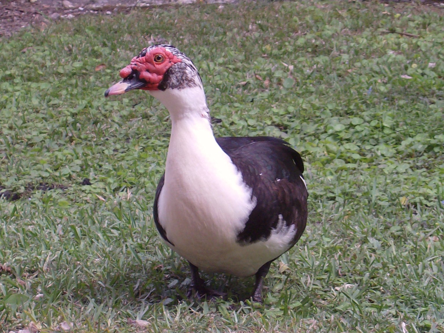 Male_muscovy_duck_on_grass.jpg