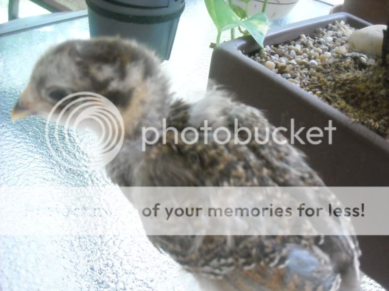 DSCN0193.jpg