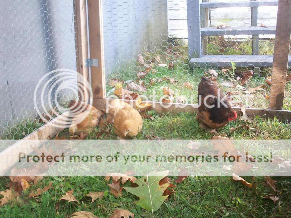 Chooks033.jpg