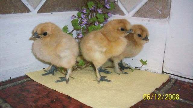 MychicksFirstdayJune122008019.jpg