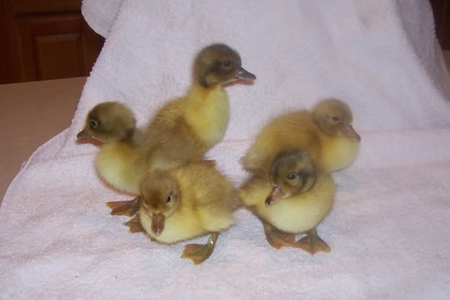 20100512DucksWelshHarlequin_1-w.jpg