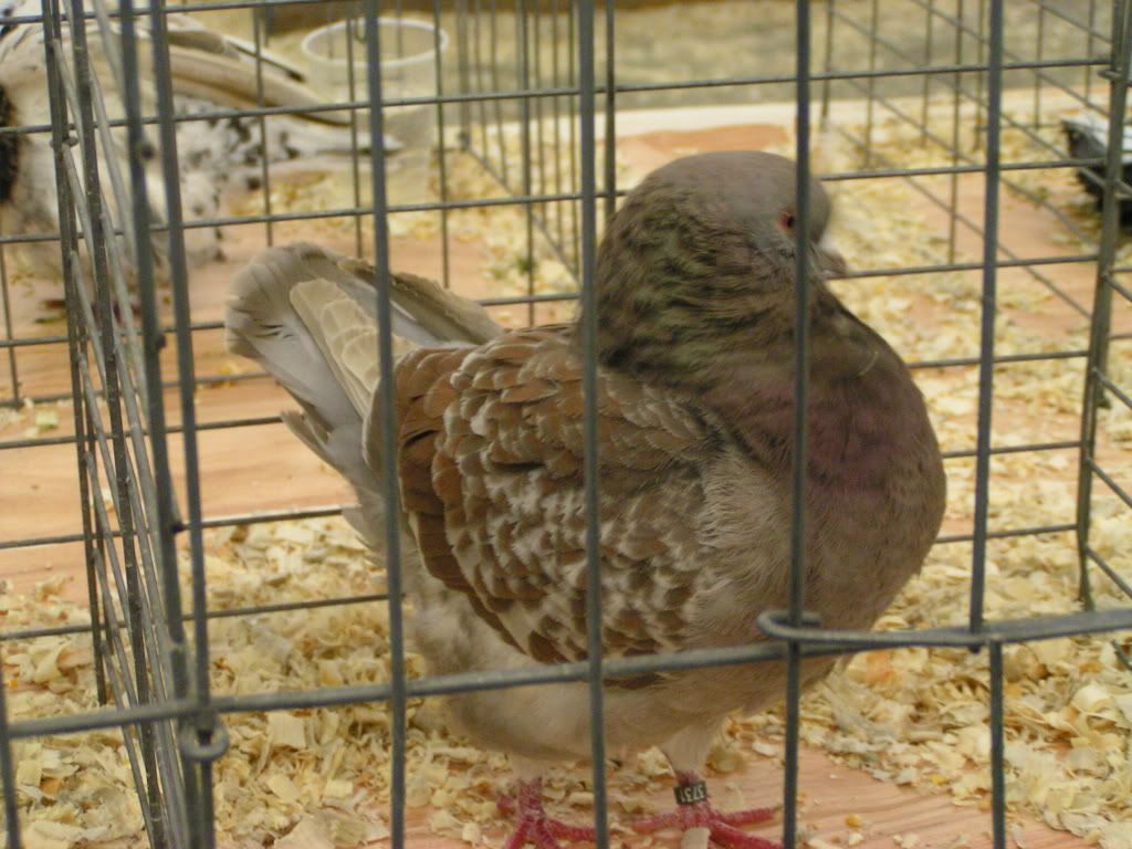 PICT0459.jpg