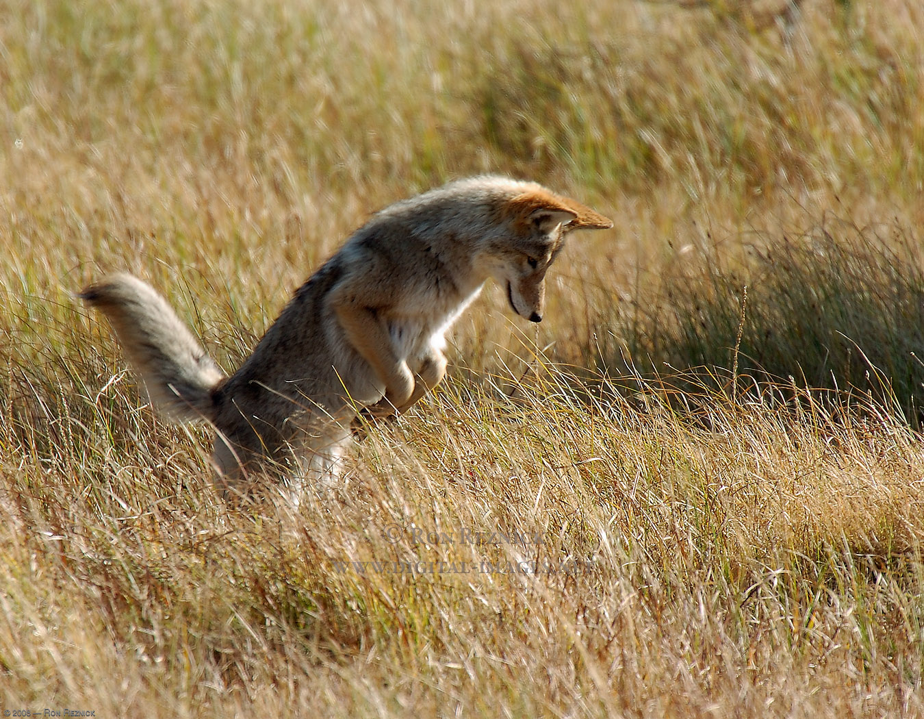 CoyotePounce_0621.jpg