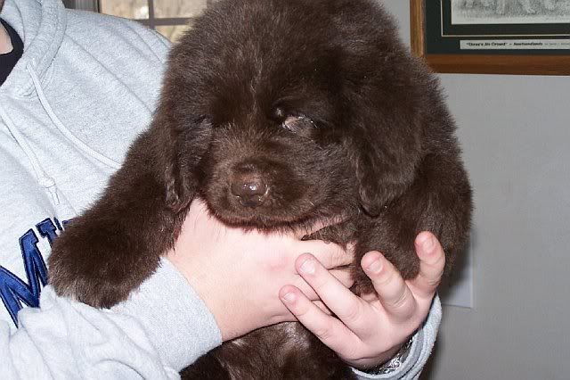 Gryffin8Weeks.jpg