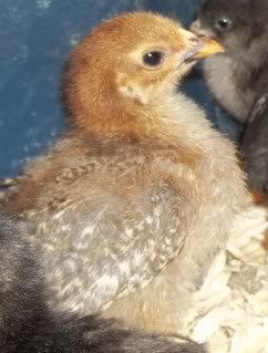 Chickens1-10096.jpg