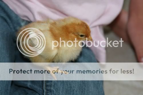 chicks-goldencomet.jpg