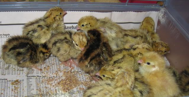 GBCoturnix.jpg