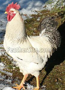 FrankDelawareCock.JPEG