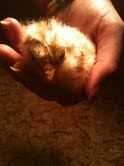 speckles2.jpg