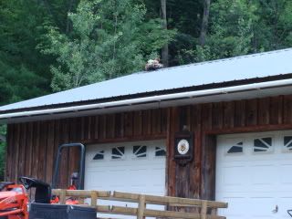 roosting003.jpg