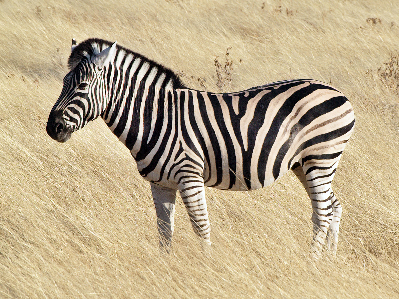 Common_zebra_1.jpg