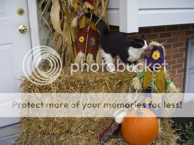 FairviewDriveCat2.jpg