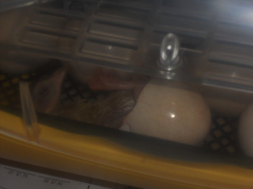 DSCN0635.jpg
