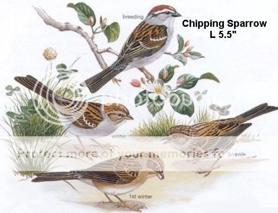 birds-Sparrow-Chipping.jpg