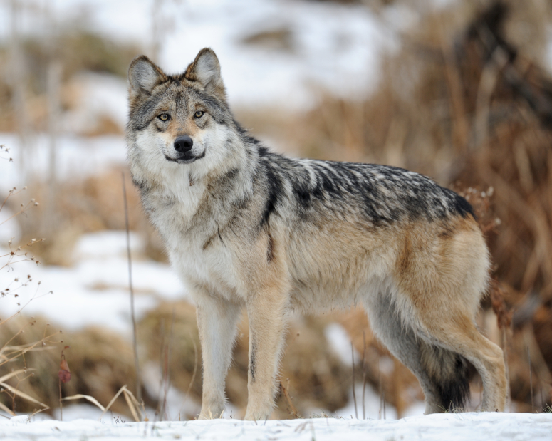 12.16.13_MexicanGrayWolf-iStock.jpg