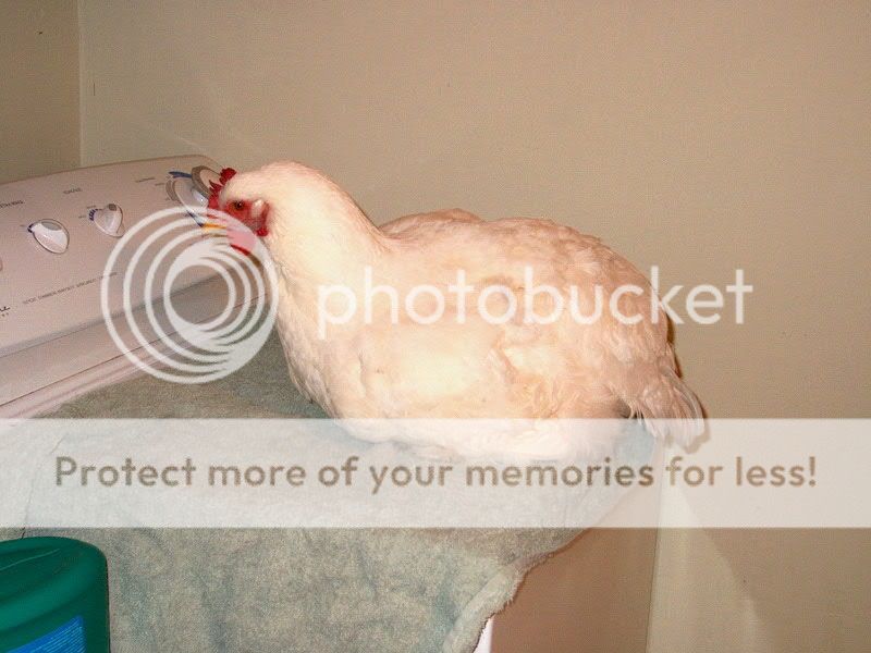 IM000831.jpg