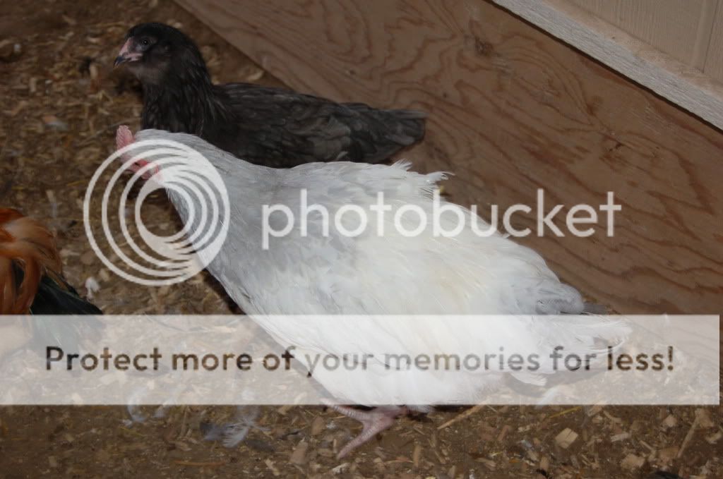 evenmorechicks757.jpg