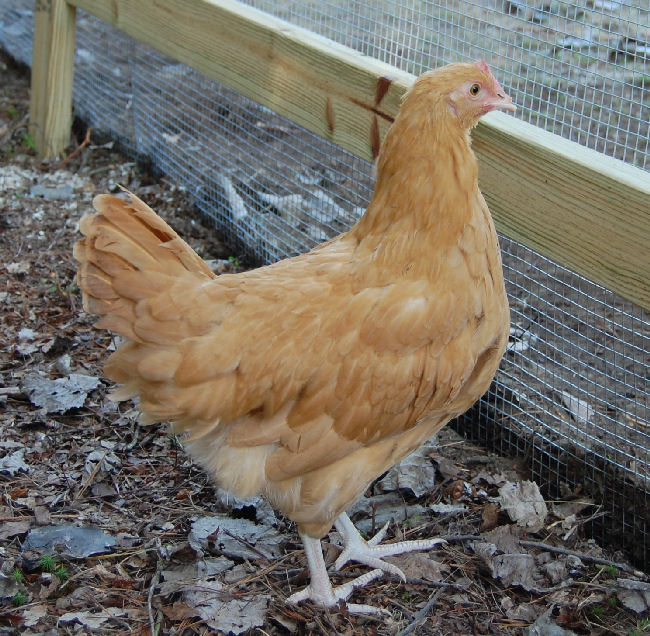 chicken9.jpg
