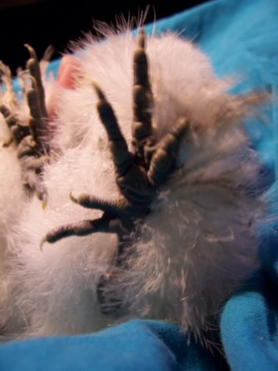 silkie_foot.jpg