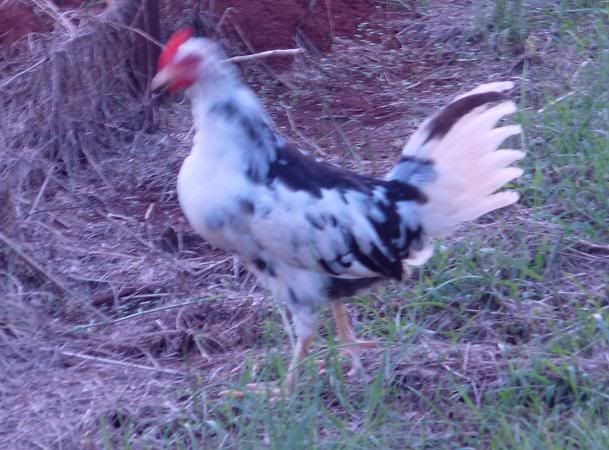 ExLeghorncockerel.jpg