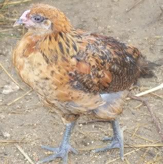 chickens4006.jpg