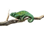 buy-rudis-chameleon.jpg