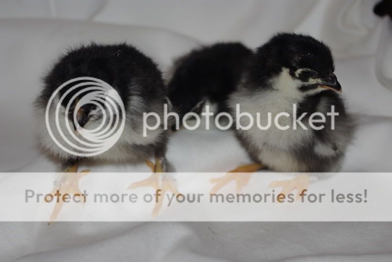 novemberhatch-maransorpswellies023.jpg