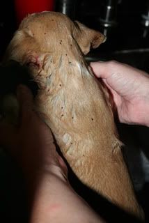 pups005.jpg