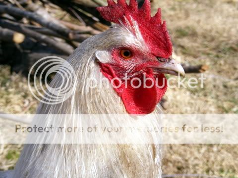 roo008.jpg
