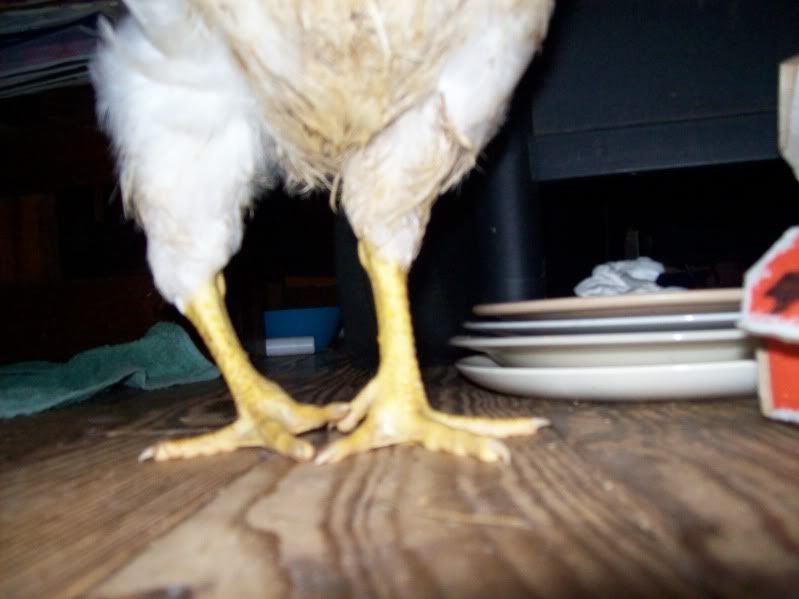 chickenleg005.jpg