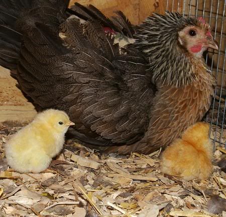 newbabies1.jpg
