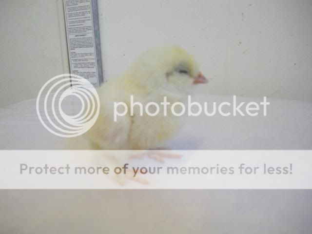 hatcherysurprisedayone281.jpg