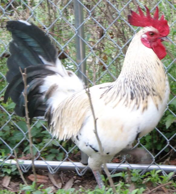 Roosterunknown.jpg